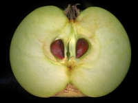 Apfel